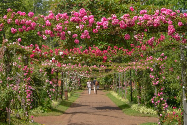 Climbing roses