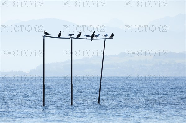 View from Arbon over Lake Constance