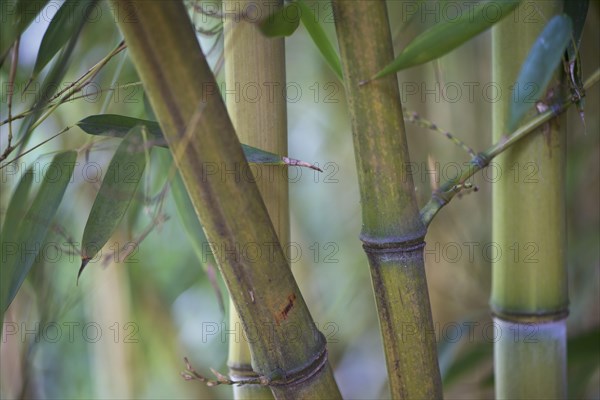 Bamboo (Phyllostachis) Bad Fuessing