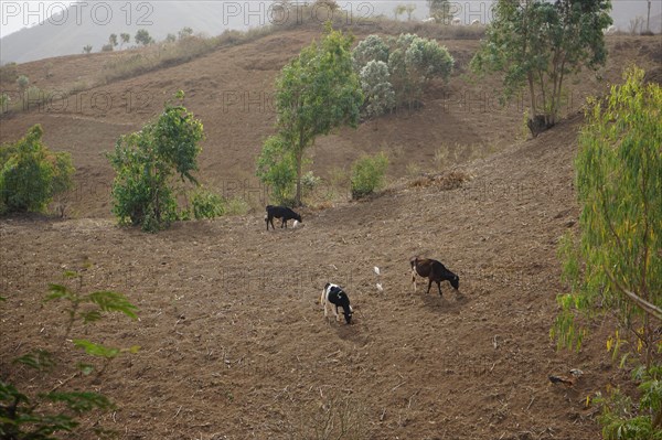 Cows and cattle egrets (Bubulcus ibis) on harvested field