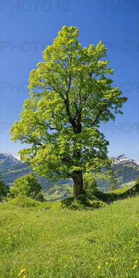 Freestanding sycamore in mountain spring