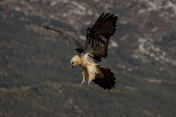 Bearded vulture (Gypaetus barbatus) adult in flight in front of mountains during landing