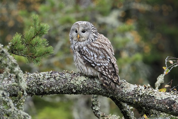 Ural owl (Strix uralensis)