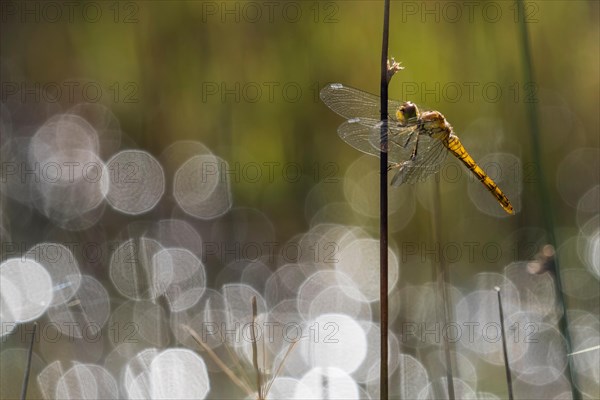 Freshly hatched Vagrant darter (Sympetrum vulgatum) in backlight with flares