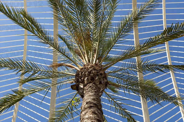 Close-up of palm tree