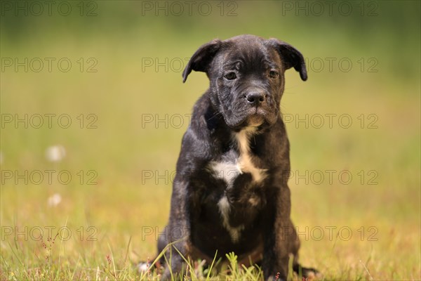 Cane Corso Boxer mix Domestic dog (Canis lupus familiaris)