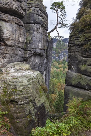 Sandstone rocks in the Bastei area