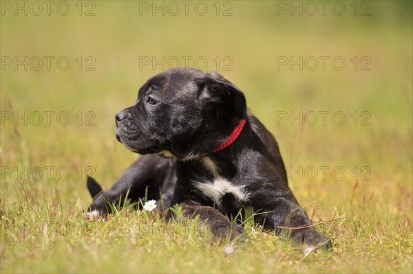 Cane Corso Boxer mix Domestic dog (Canis lupus familiaris)