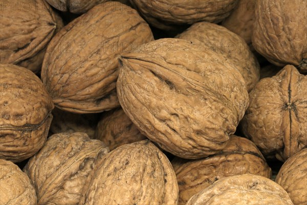 Persian walnut (Juglans regia)