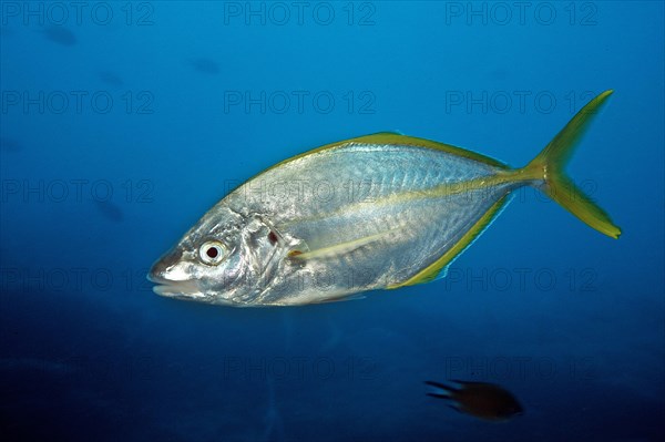 White trevally (Pseudocaranx dentex)