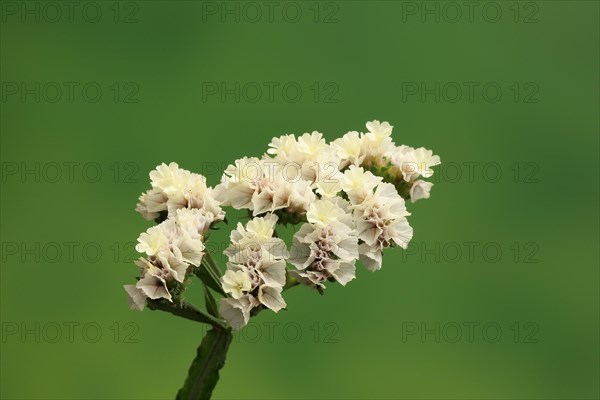 Sea Lavender (Limonium)