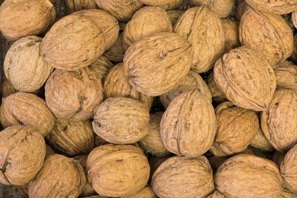 Persian walnut (Juglans regia)