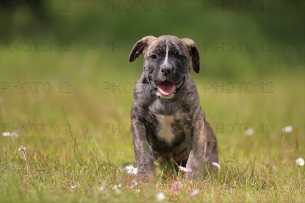 Cane Corso Boxer mix Domestic dog (Canis lupus familiaris)