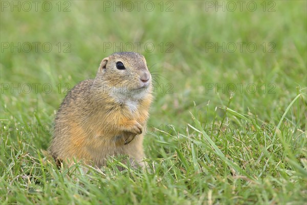 European ground squirrel (Spermophilus citellus) - Photo12-imageBROKER ...