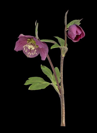 Barnhaven hybrid (Helleborus x hybridus)