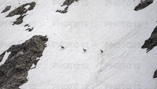 Three Alpine Ibexes (Capra ibex) on a snowfield