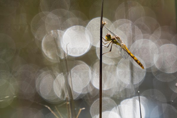 Freshly hatched Vagrant darter (Sympetrum vulgatum) in backlight with flares