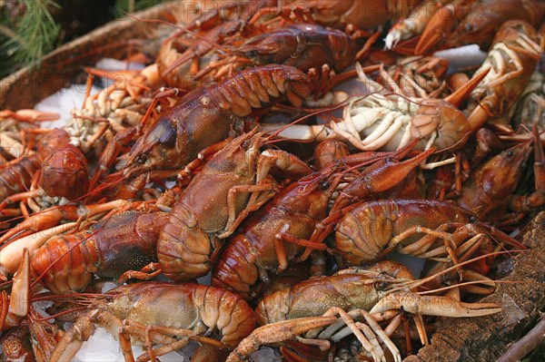 EUROPEAN RIVER CRAYFISH OR NOBLE CRAYFISH