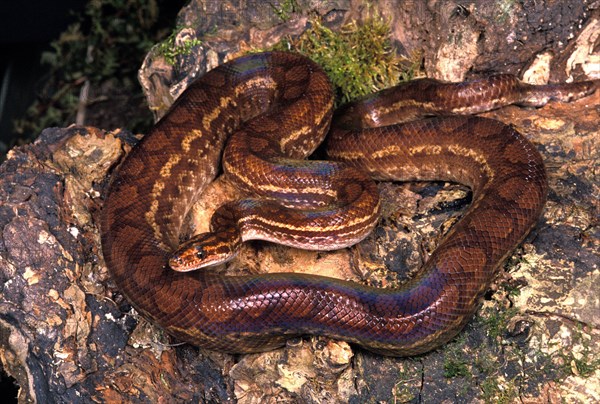 Rainbow boa