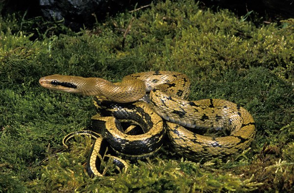 Taiwan Beauty Snake