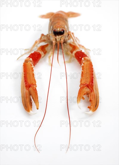 Dublin Bay prawn