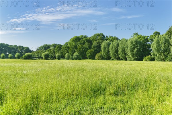 Forest and meadow landscape