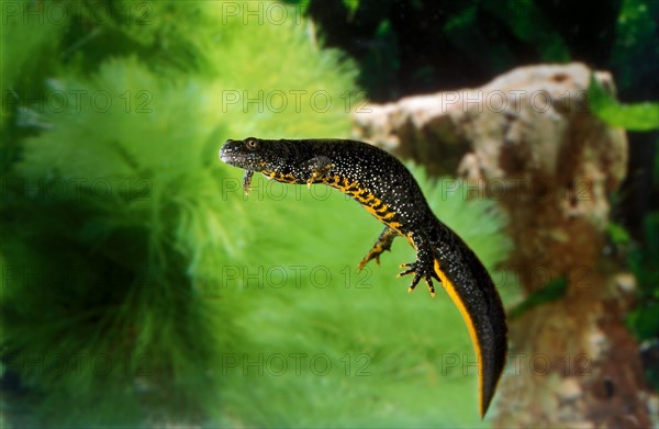 ALPINE Alpine newt