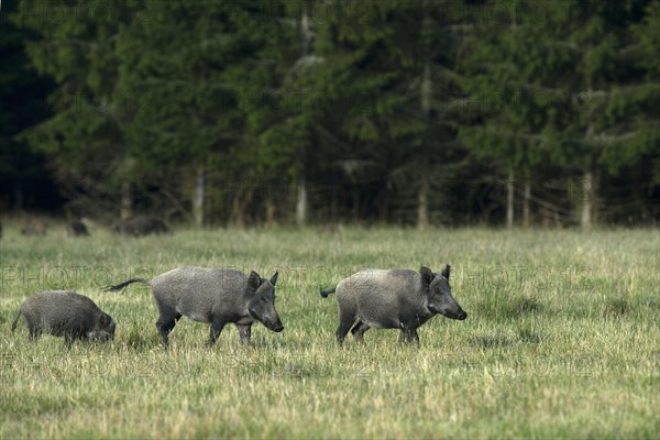 Wild Boar