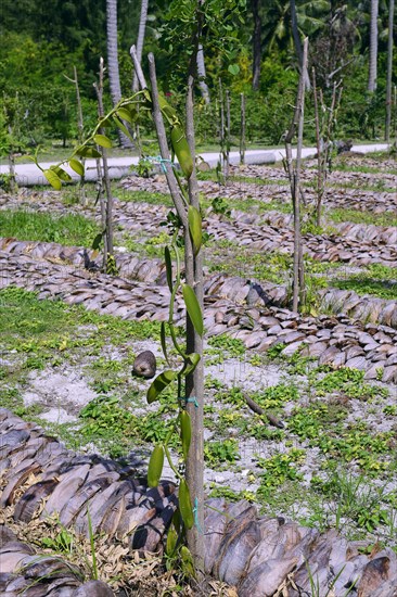 Vanilla plants