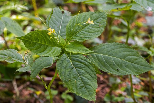 Lesser Himalayan balsam