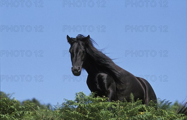 POTTOK HORSE