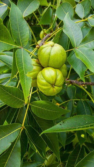 Carya ovata HICKORY-NUTS