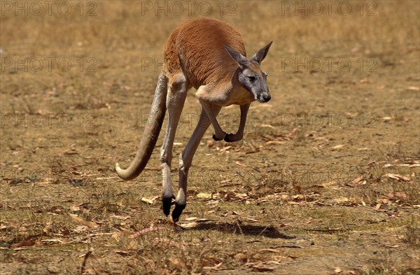 Red kangaroo - Photo12-imageBROKER-G. Lacz