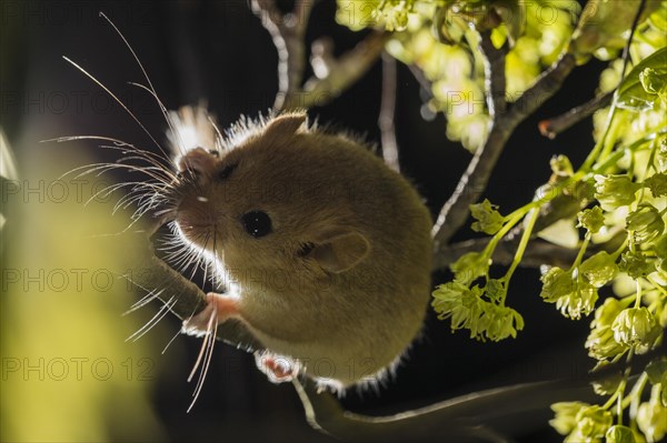 Hazel Dormouse