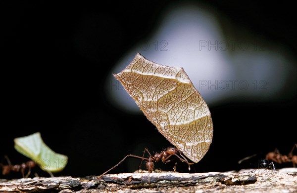 Leaf-Cutter Ant