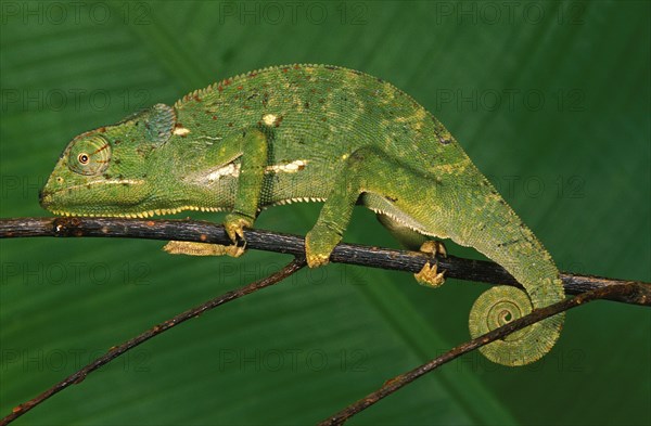 FLAP-NECKED CHAMELEON