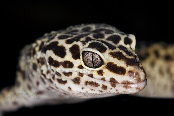 LEOPARD Leopard gecko
