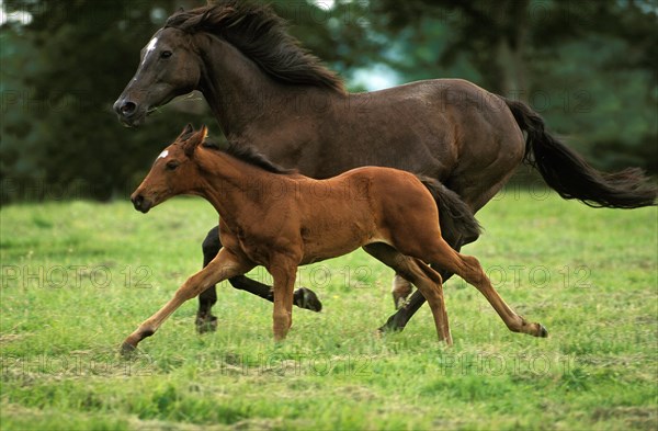 English thoroughbred horse