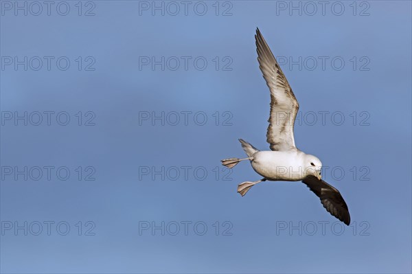 Northern fulmar