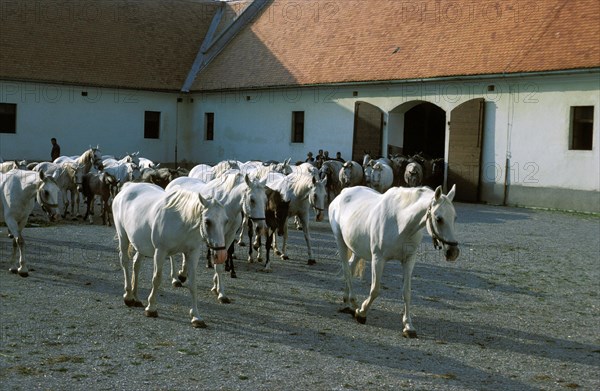 LIPIZZAN HORSE