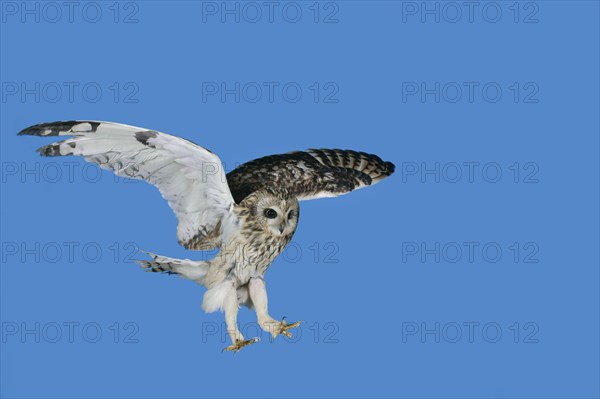 Short eared owl