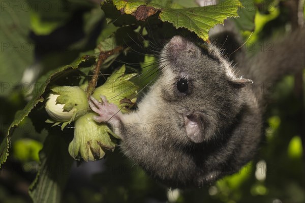 Fat dormouse