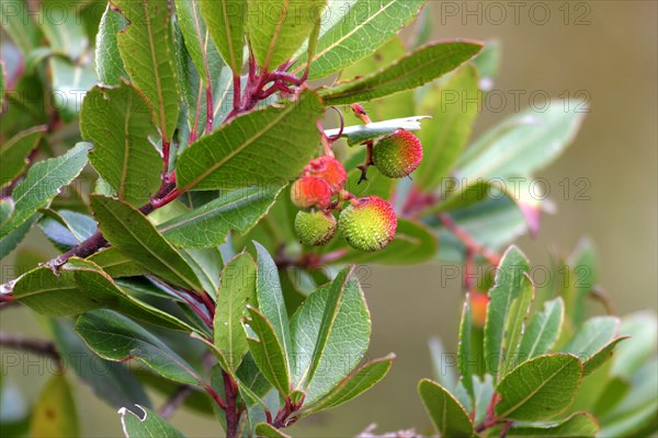 Western strawberry tree