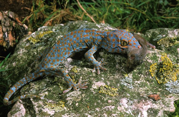 Tokay gecko