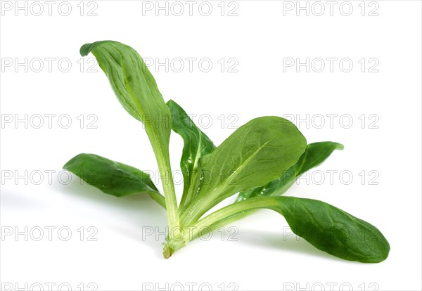 Corn Salad or Lamb's Lettuce