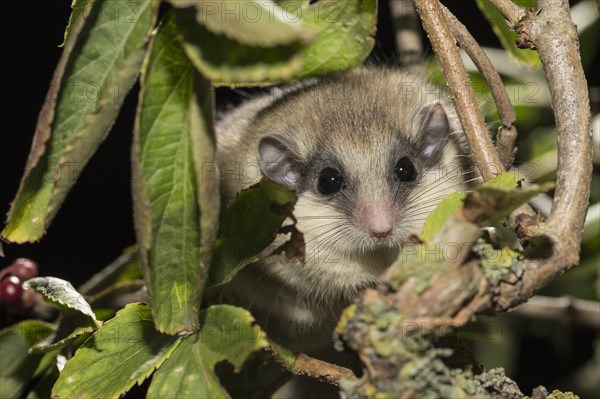 Forest dormouse