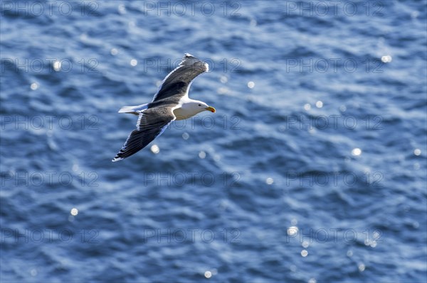 Lesser black backed gull