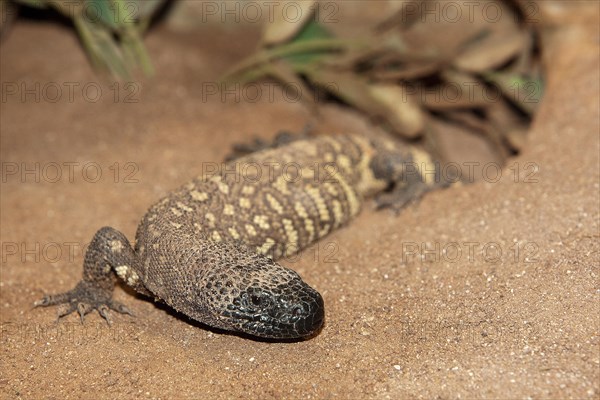 BEADED LIZARD