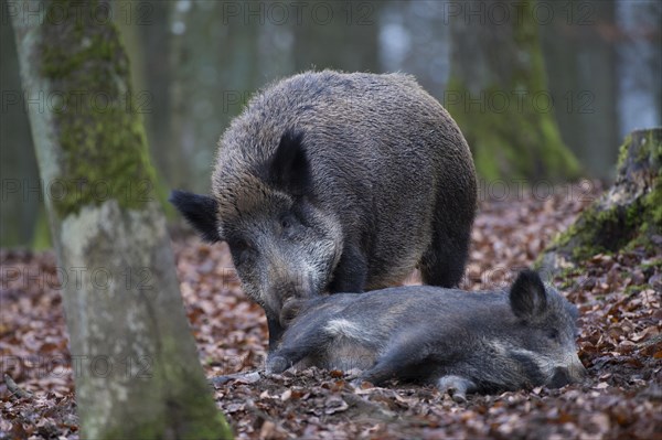 Wild Boar