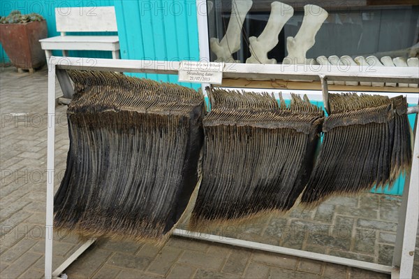 Baleen of a sei whale